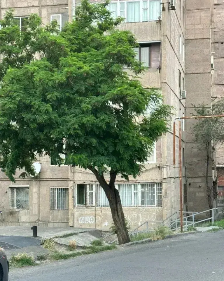 Category Image